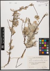 Foto von Salix wilhelmsiana M. Bieb.